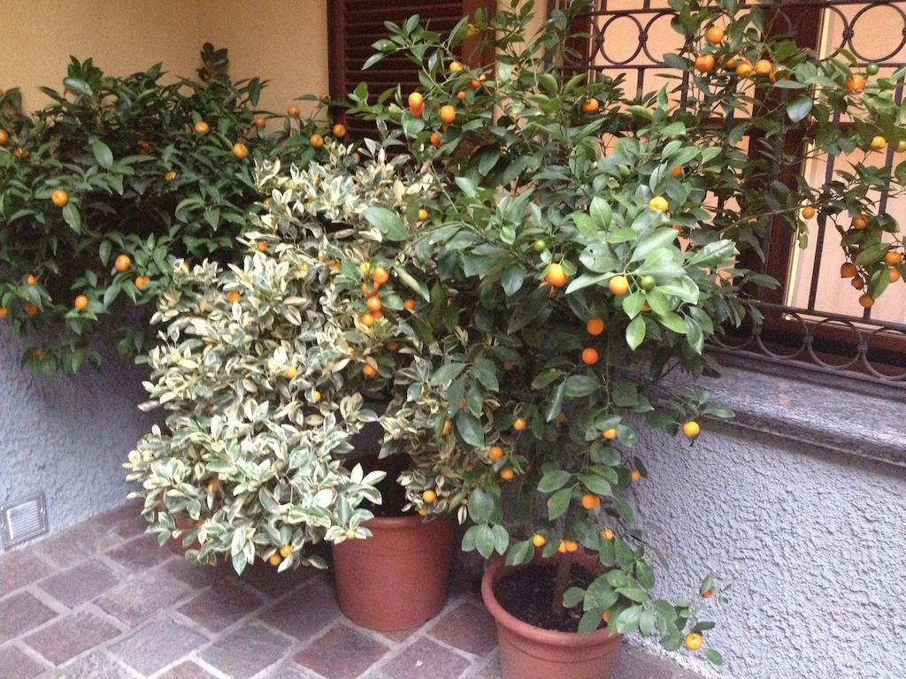 Antica Trattoria Dell'Uva Hotel มอนซา ภายนอก รูปภาพ